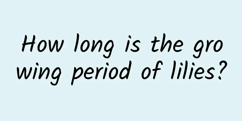 How long is the growing period of lilies?