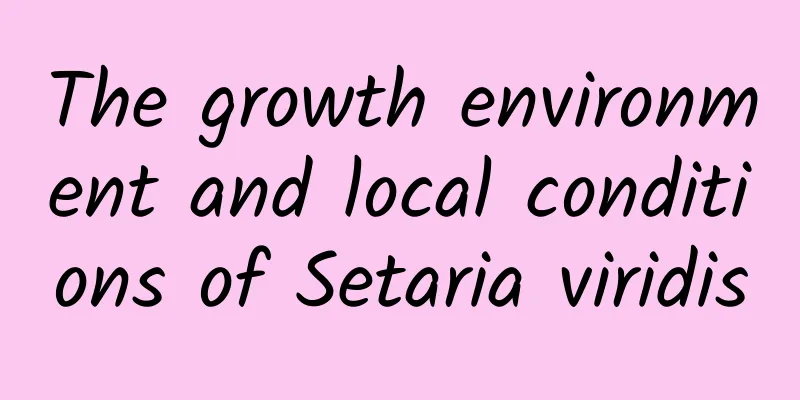 The growth environment and local conditions of Setaria viridis