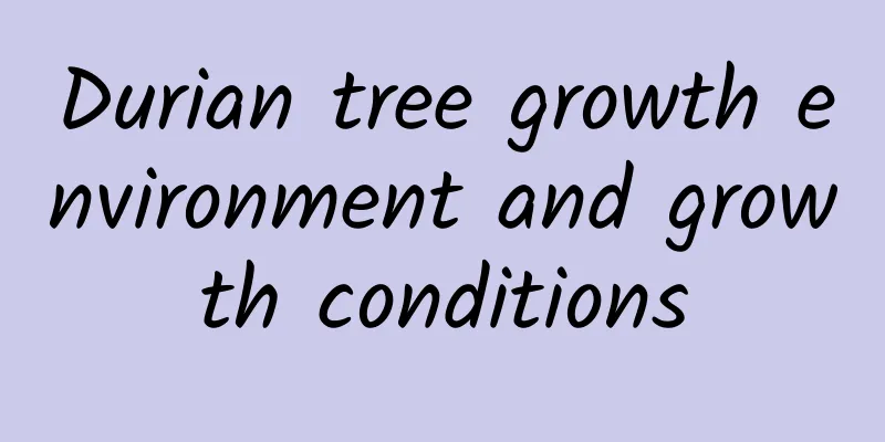 Durian tree growth environment and growth conditions