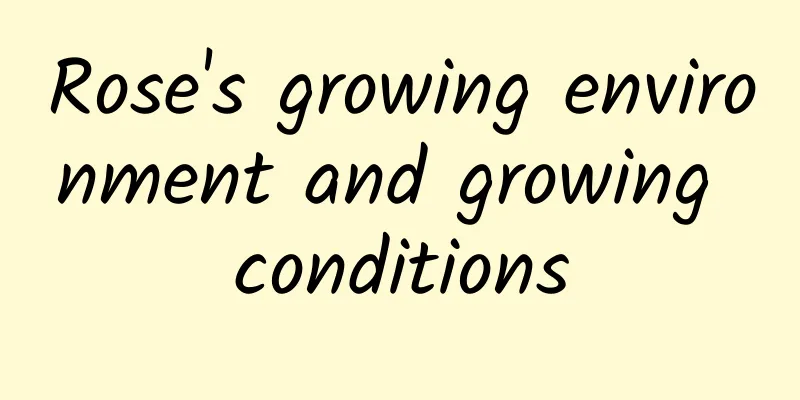 Rose's growing environment and growing conditions