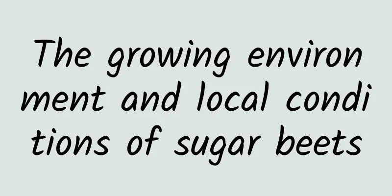 The growing environment and local conditions of sugar beets