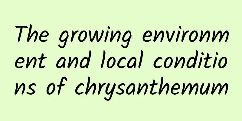 The growing environment and local conditions of chrysanthemum