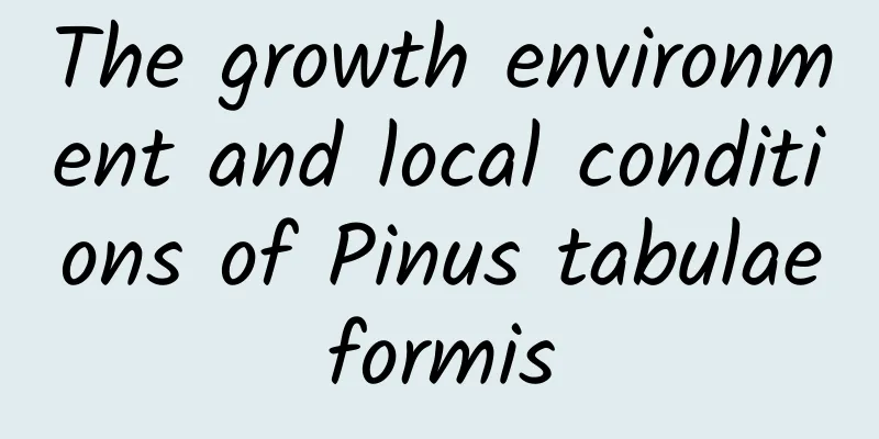 The growth environment and local conditions of Pinus tabulaeformis
