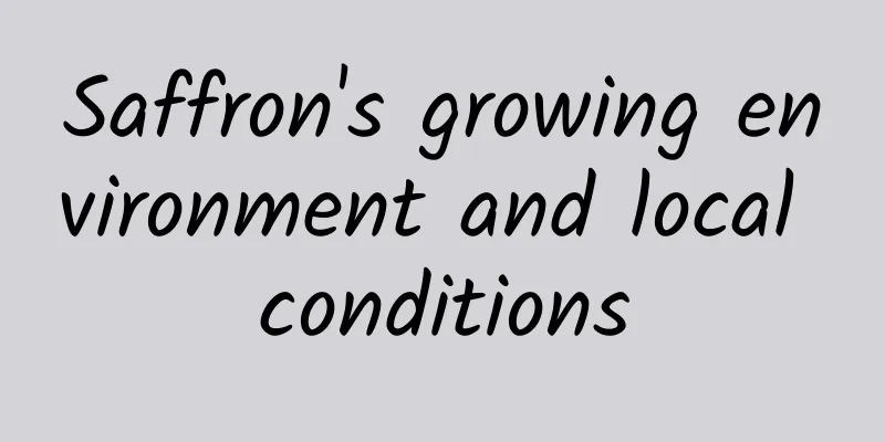 Saffron's growing environment and local conditions