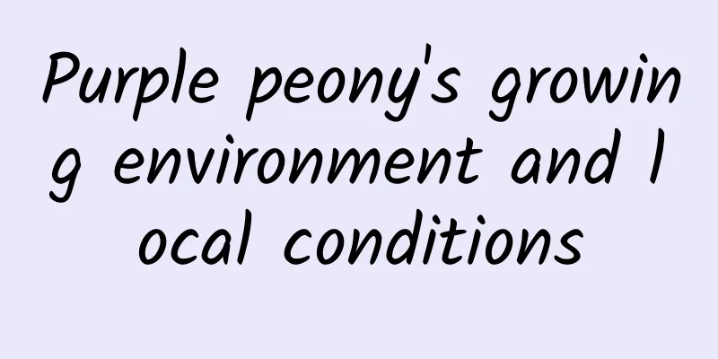 Purple peony's growing environment and local conditions