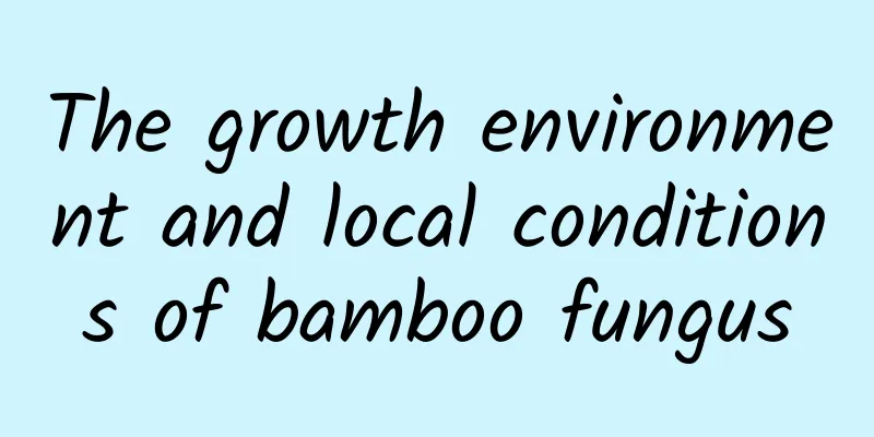 The growth environment and local conditions of bamboo fungus
