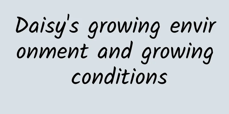 Daisy's growing environment and growing conditions