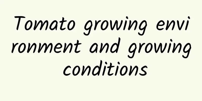Tomato growing environment and growing conditions