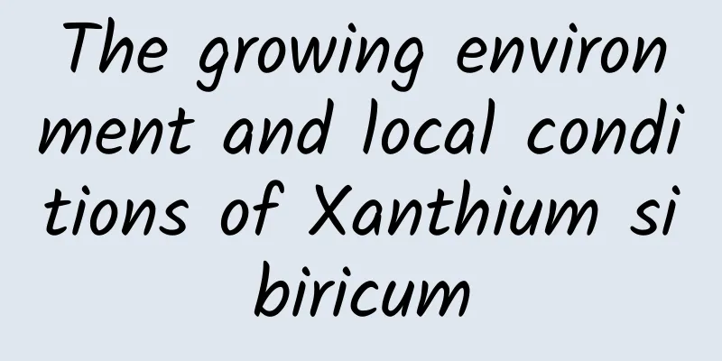 The growing environment and local conditions of Xanthium sibiricum