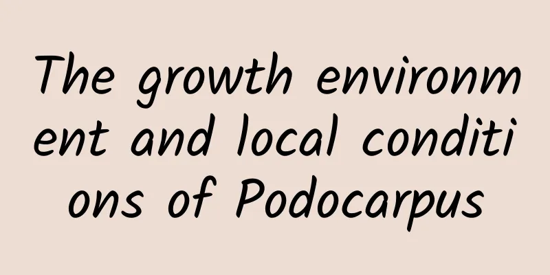 The growth environment and local conditions of Podocarpus