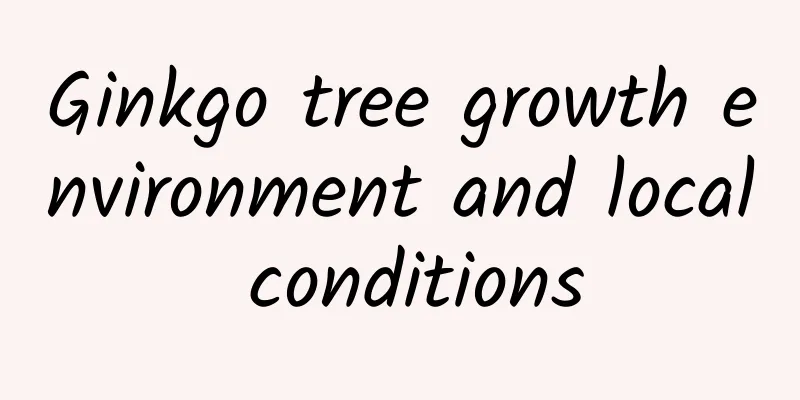 Ginkgo tree growth environment and local conditions