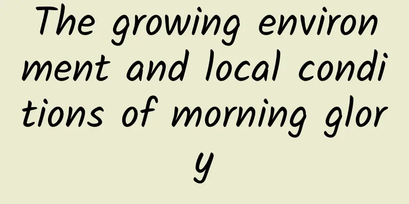 The growing environment and local conditions of morning glory