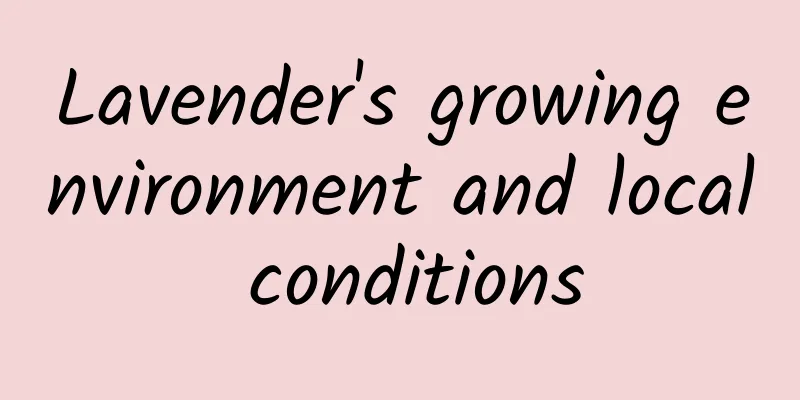 Lavender's growing environment and local conditions