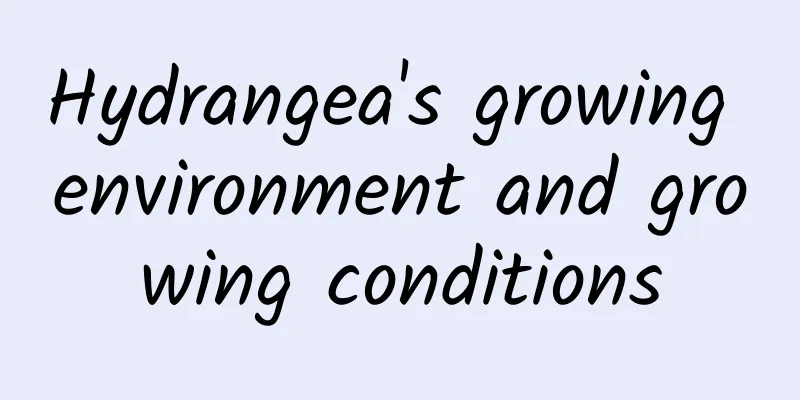 Hydrangea's growing environment and growing conditions