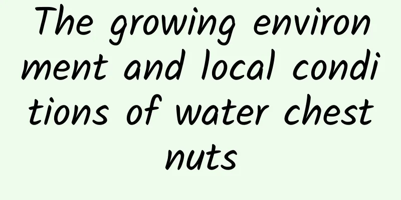 The growing environment and local conditions of water chestnuts