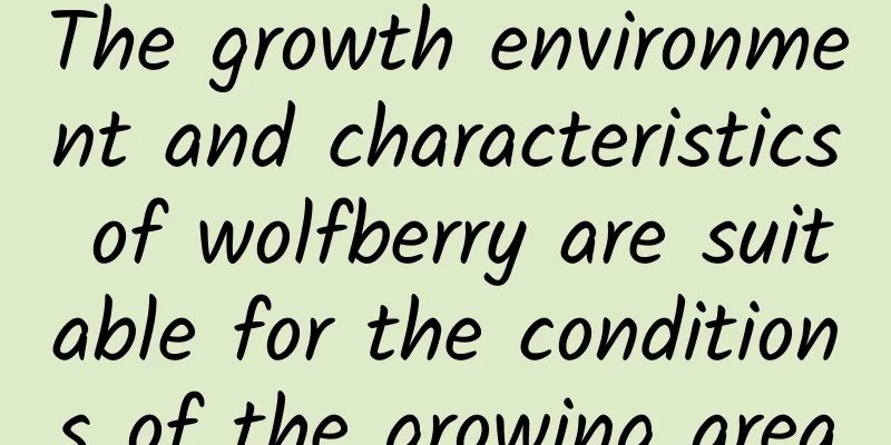 The growth environment and characteristics of wolfberry are suitable for the conditions of the growing area