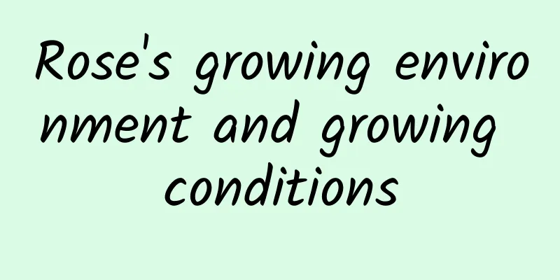 Rose's growing environment and growing conditions