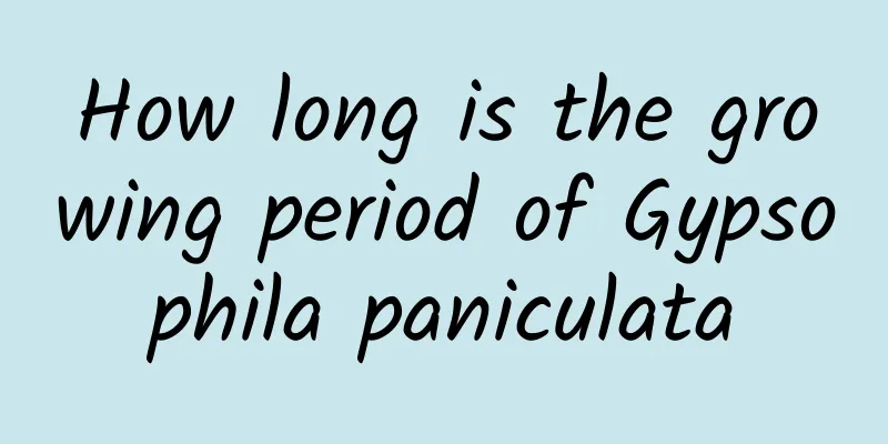How long is the growing period of Gypsophila paniculata