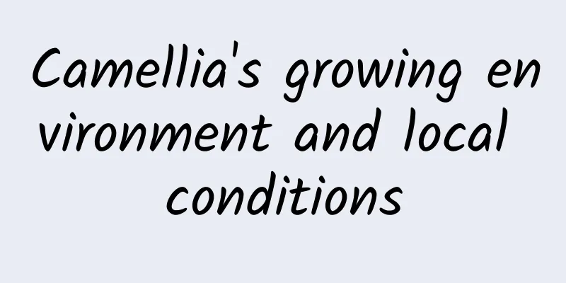 Camellia's growing environment and local conditions
