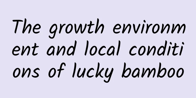 The growth environment and local conditions of lucky bamboo