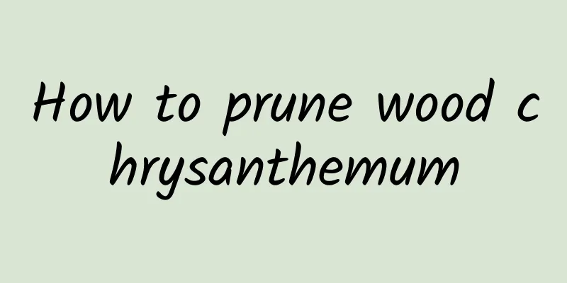 How to prune wood chrysanthemum