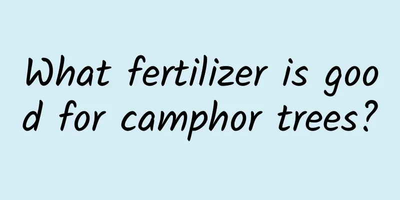 What fertilizer is good for camphor trees?