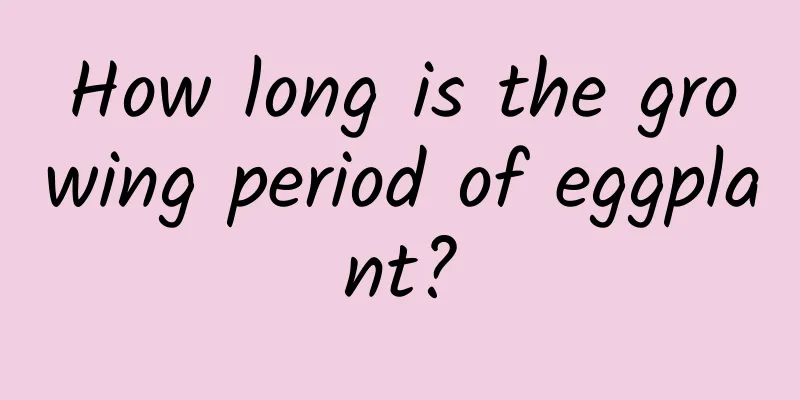 How long is the growing period of eggplant?