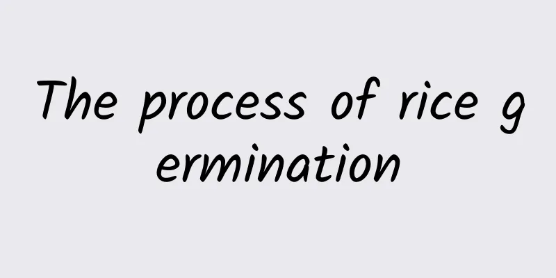 The process of rice germination