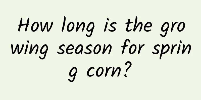 How long is the growing season for spring corn?