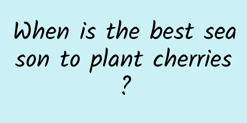 When is the best season to plant cherries?