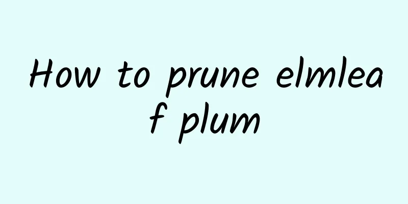 How to prune elmleaf plum