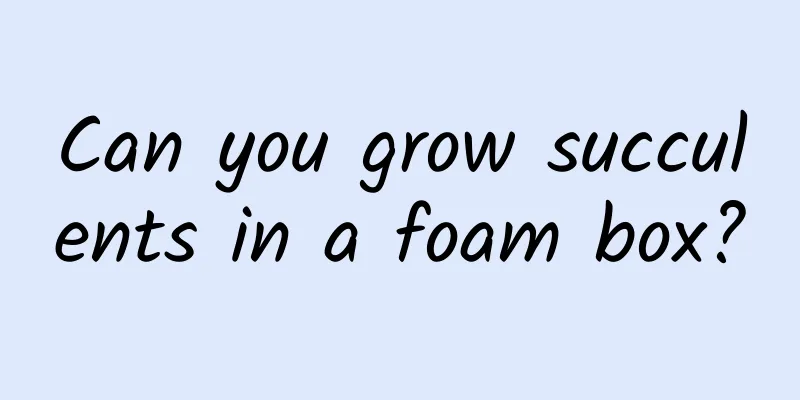 Can you grow succulents in a foam box?