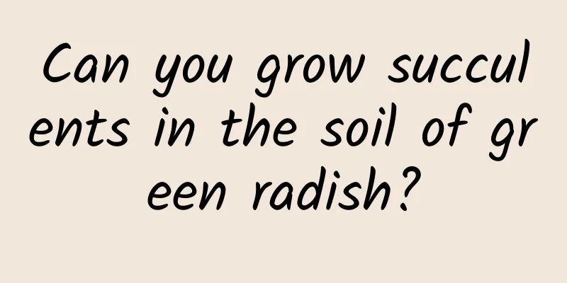 Can you grow succulents in the soil of green radish?