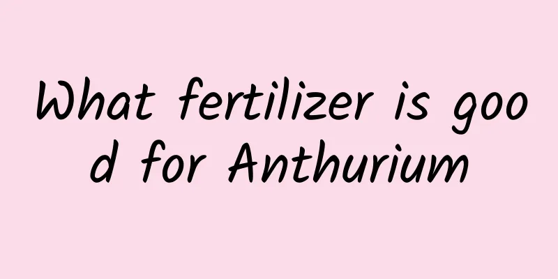 What fertilizer is good for Anthurium