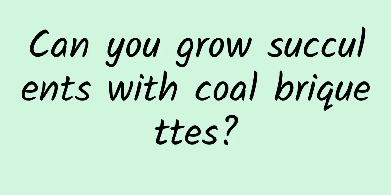 Can you grow succulents with coal briquettes?
