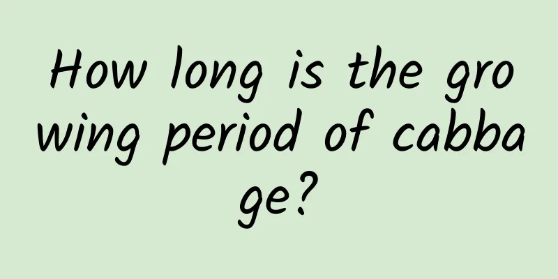 How long is the growing period of cabbage?