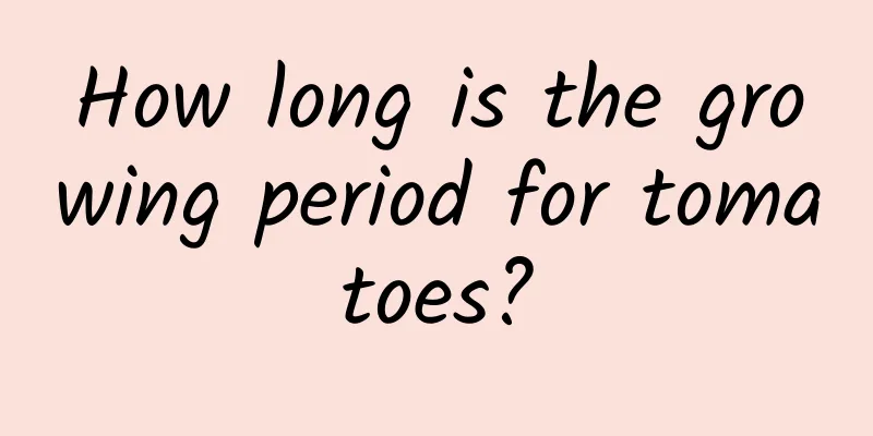 How long is the growing period for tomatoes?