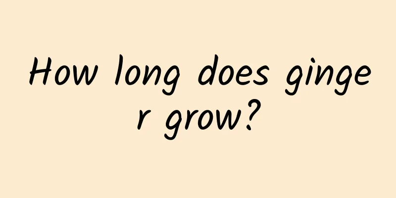 How long does ginger grow?