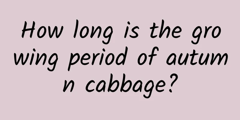 How long is the growing period of autumn cabbage?