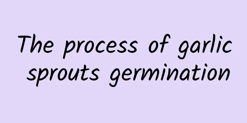 The process of garlic sprouts germination