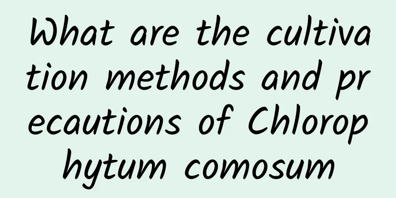 What are the cultivation methods and precautions of Chlorophytum comosum