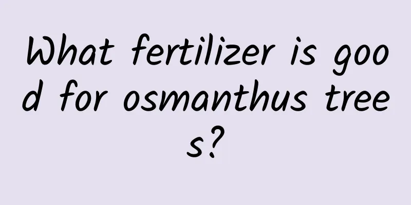 What fertilizer is good for osmanthus trees?