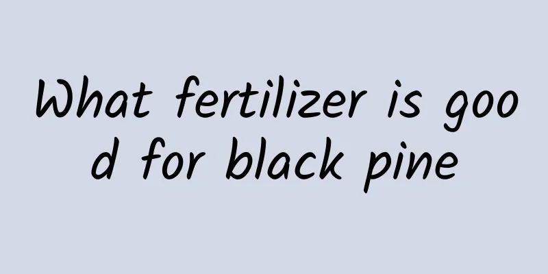 What fertilizer is good for black pine