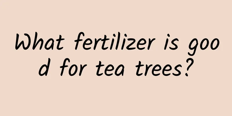 What fertilizer is good for tea trees?