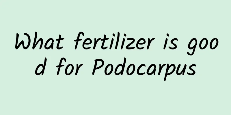What fertilizer is good for Podocarpus