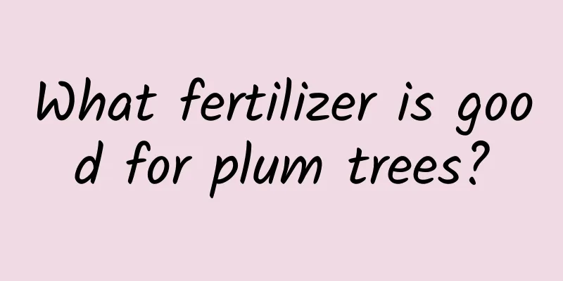 What fertilizer is good for plum trees?