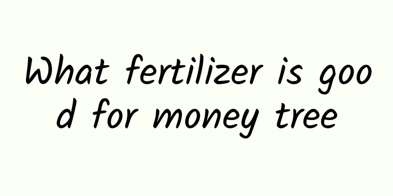What fertilizer is good for money tree