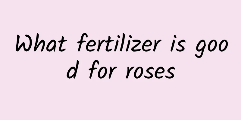 What fertilizer is good for roses