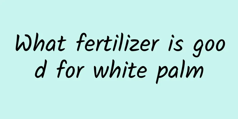 What fertilizer is good for white palm