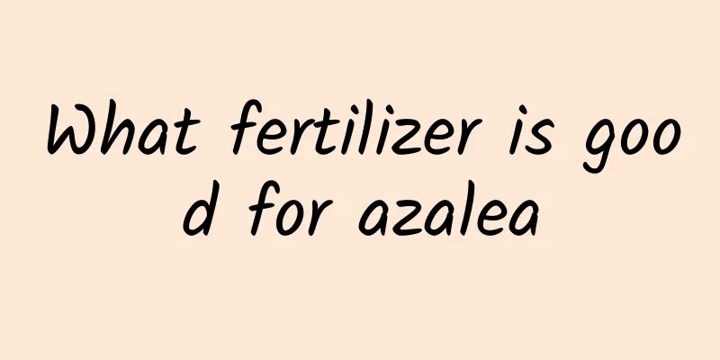 What fertilizer is good for azalea